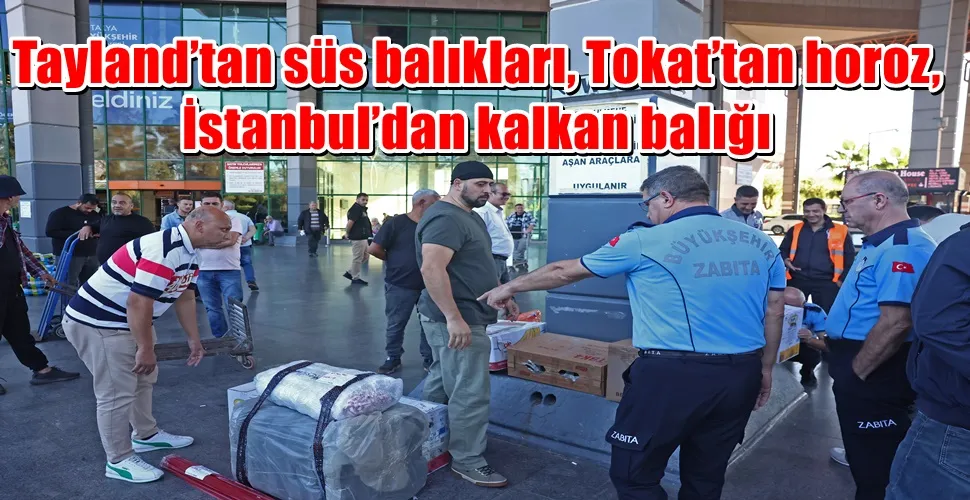 Tayland’tan süs balıkları, Tokat’tan horoz, İstanbul’dan kalkan balığı