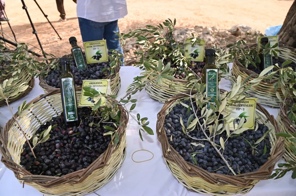 MANAVGAT’TA ZEYTİN VE ZEYTİNYAĞI FESTİVALİ’NİN İKİNCİSİ BAŞLIYOR