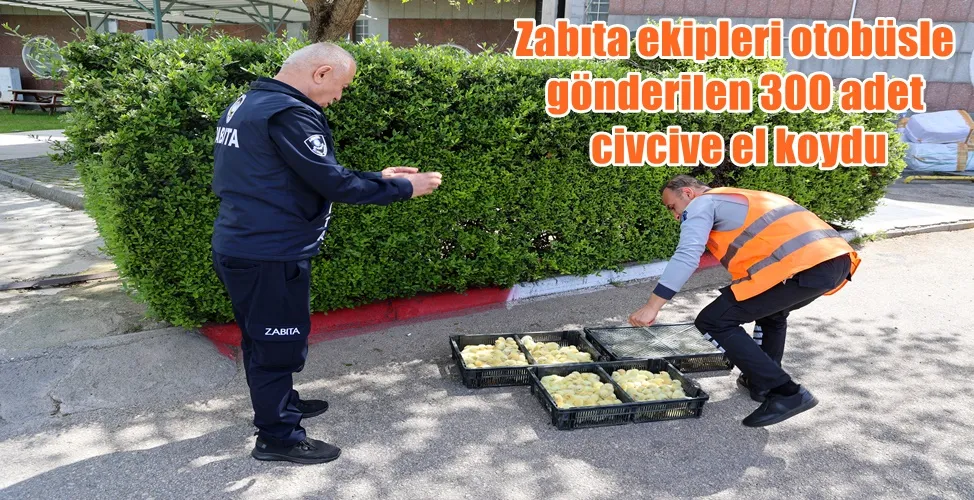 Zabıta ekipleri otobüsle gönderilen 300 adet civcive el koydu