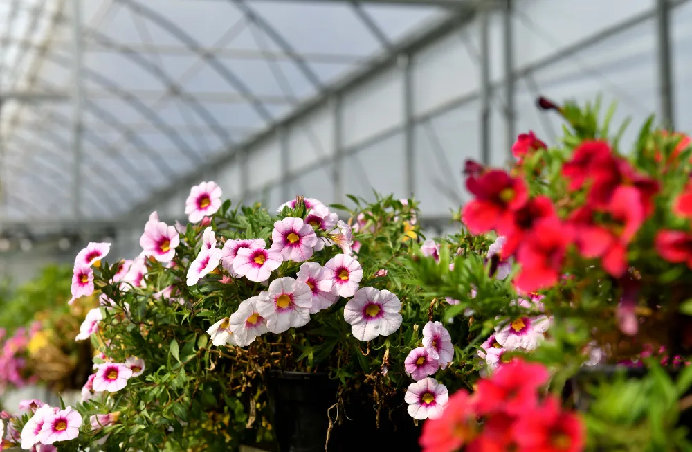 Antalya’da çiçeğin Rio Karnavalı başlıyor