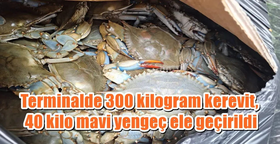 Terminalde 300 kilogram kerevit, 40 kilo mavi yengeç ele geçirildi
