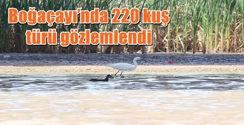 Boğaçayı’nda 220 kuş türü gözlemlendi