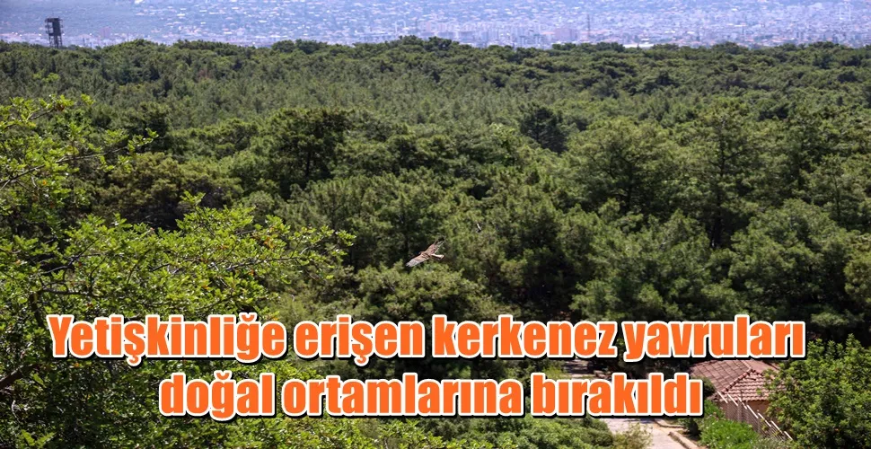 Yetişkinliğe erişen kerkenez yavruları doğal ortamlarına bırakıldı
