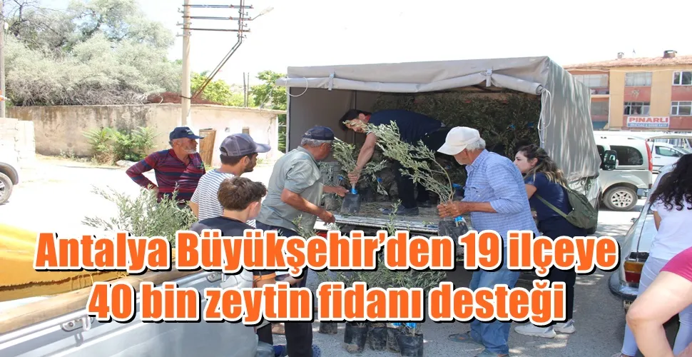 Antalya Büyükşehir’den 19 ilçeye 40 bin zeytin fidanı desteği