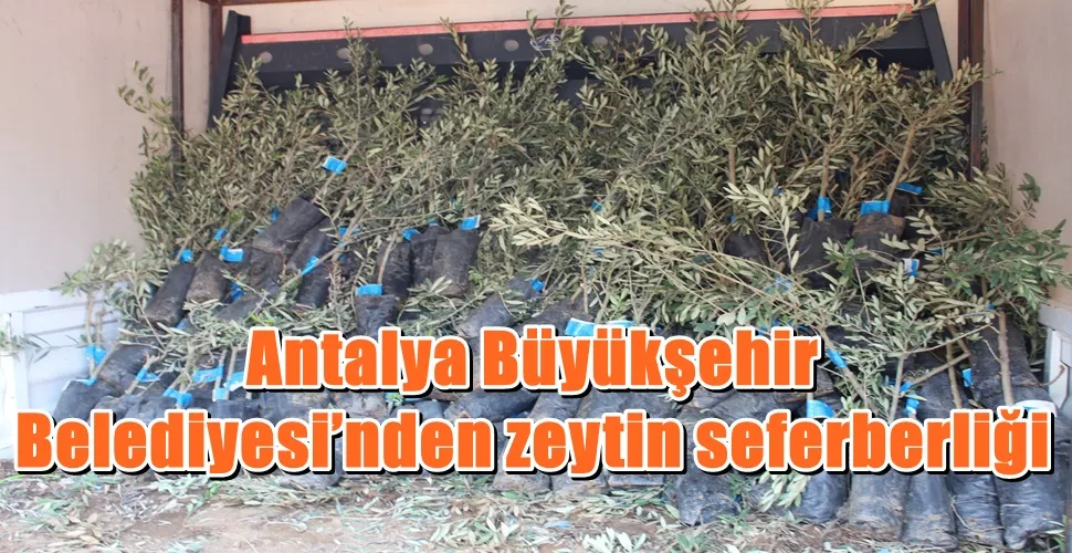 Antalya Büyükşehir Belediyesi’nden zeytin seferberliği