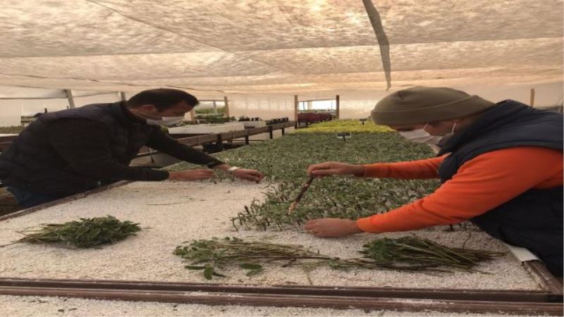 Antalya Büyükşehir Belediyesi çiftçi için adaçayı fidesi üretiyor