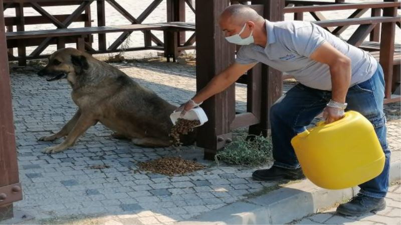 Konyaaltı’ndan Manavgatlı çiftçilere yem desteği