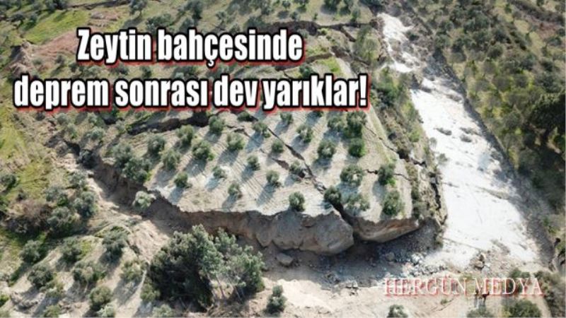 Zeytin bahçesinde deprem sonrası dev yarıklar!